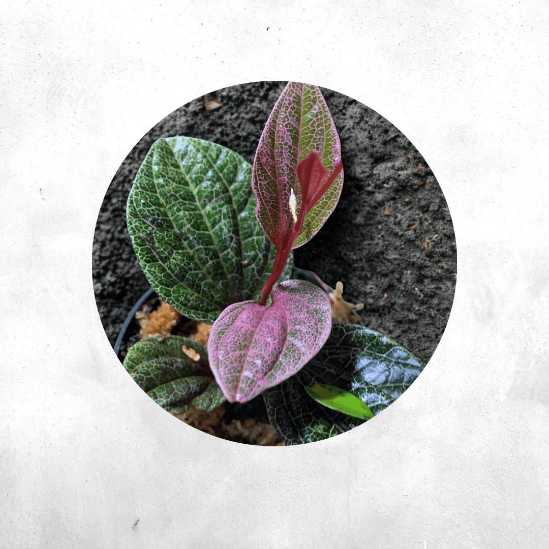 Red Piper - Vivarium Paludarium Plant