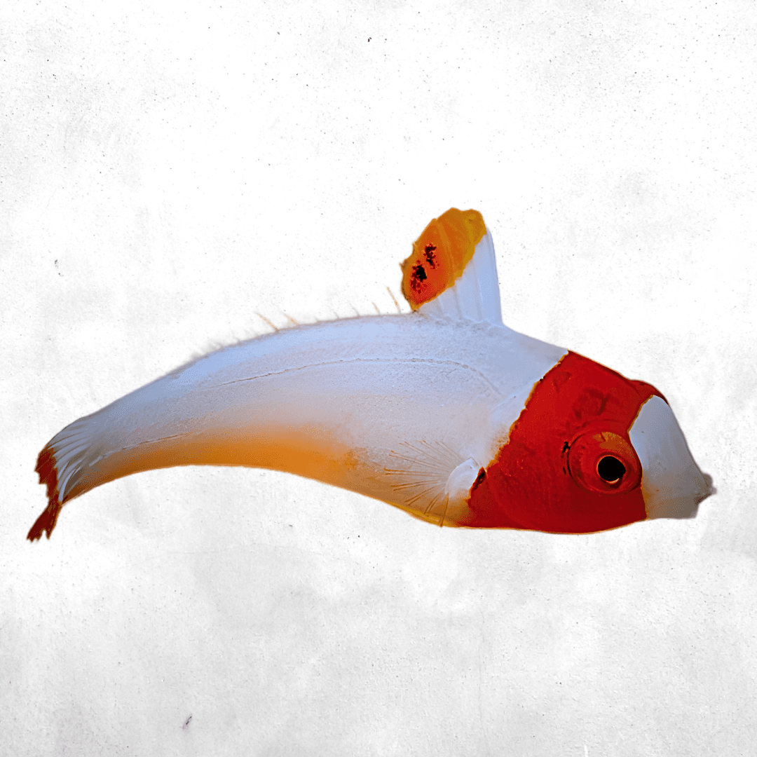 Cetoscarus ocellatus - Salt water fish