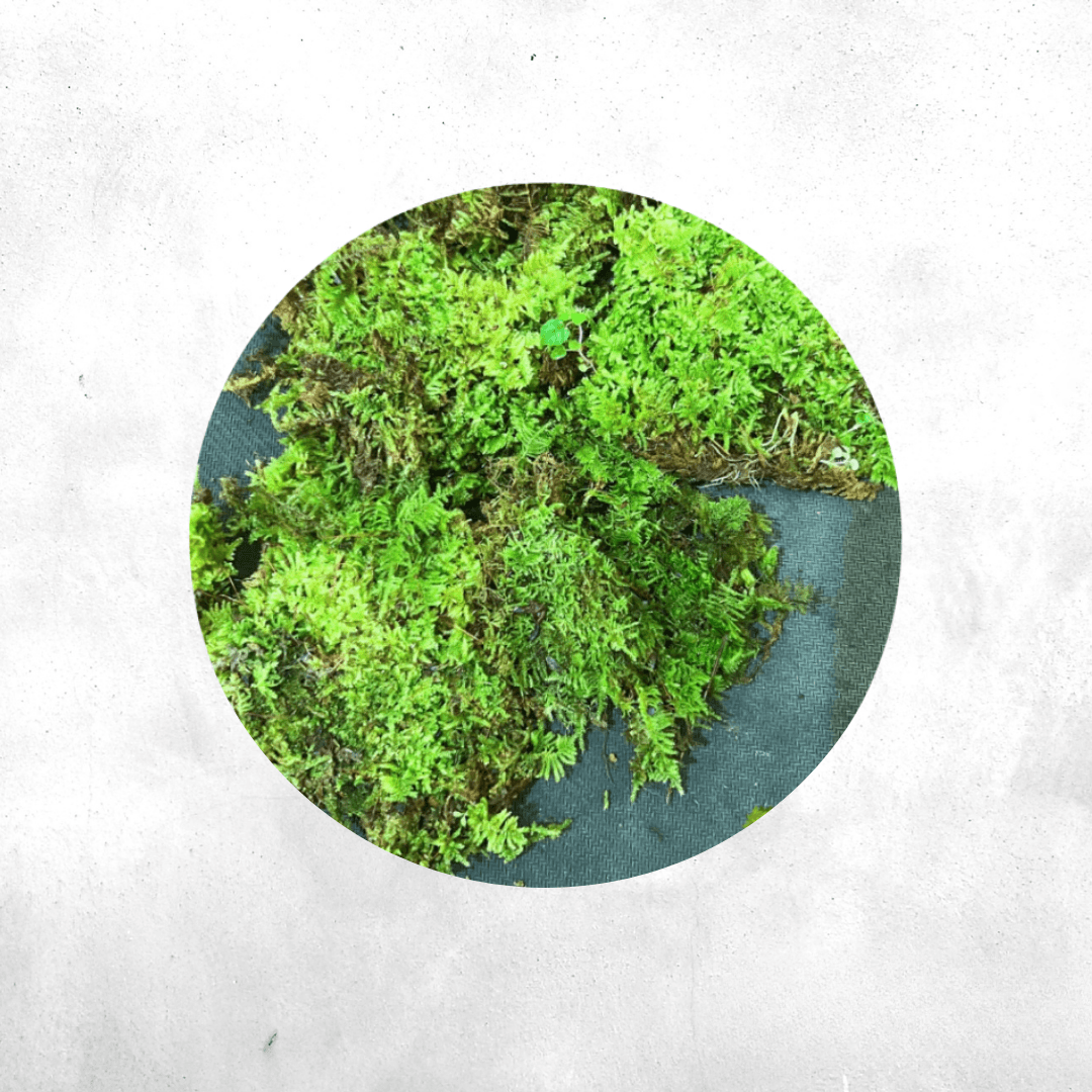 Vesicularia ferriei - Forrest Moss