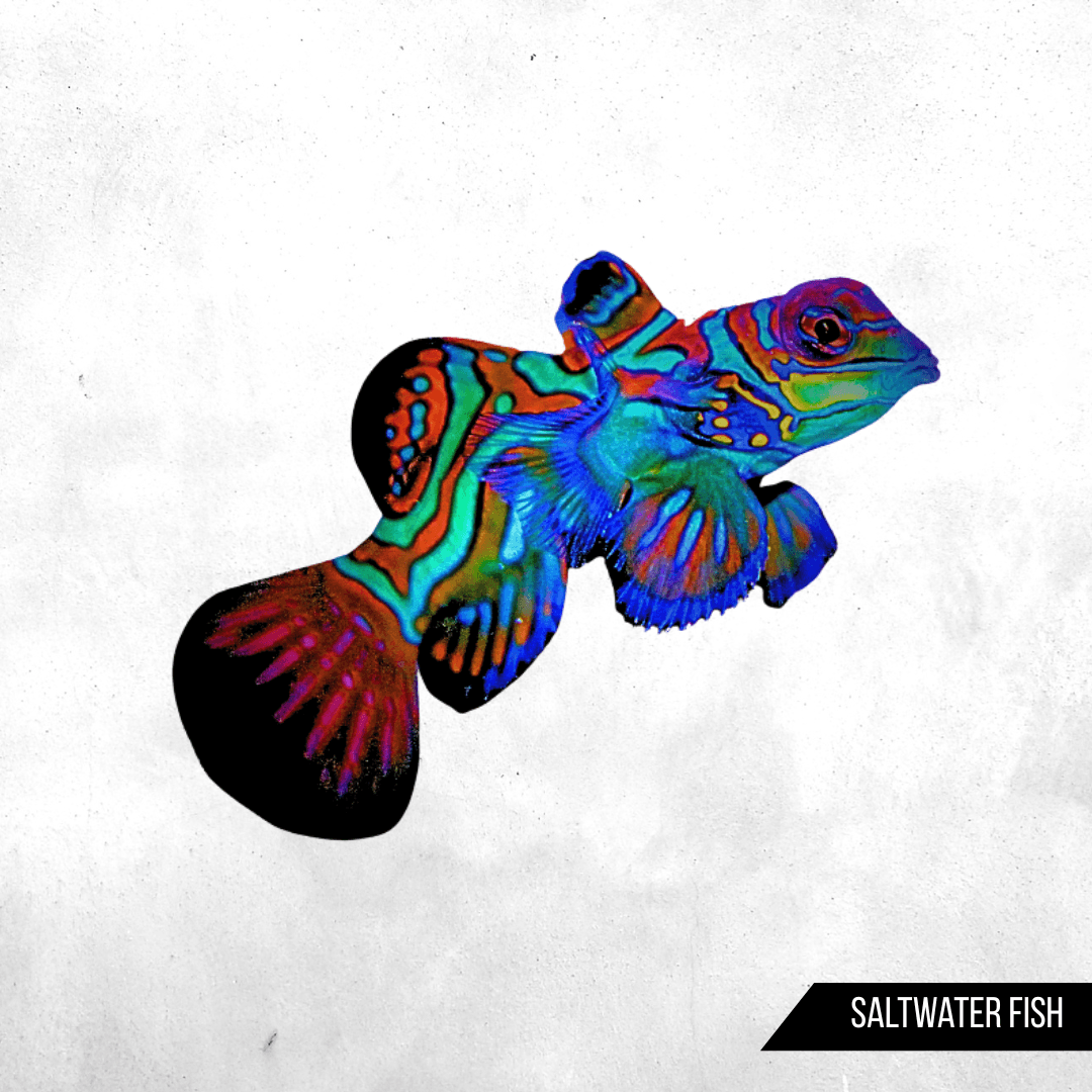 Blue Mandarin Fish