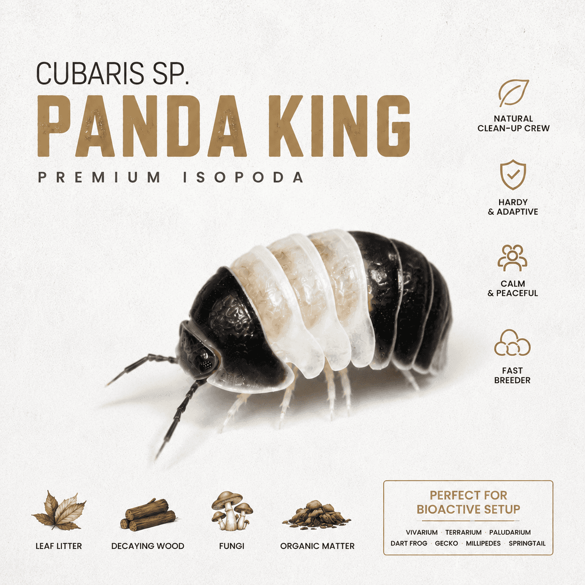 Cubaris Sp Panda King