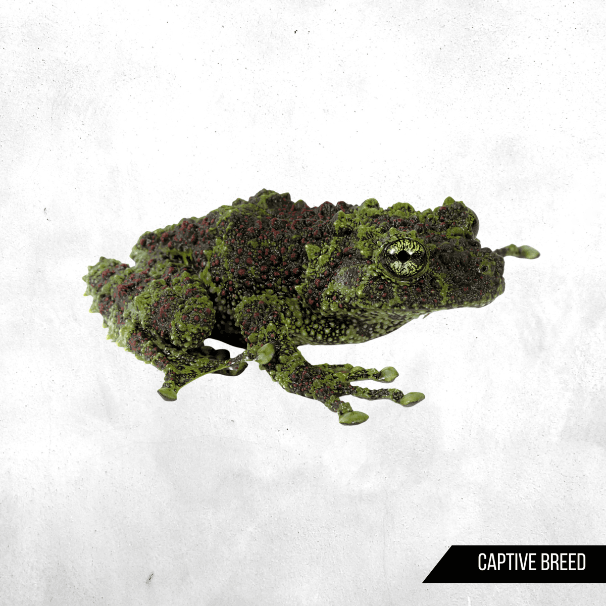 Theloderma corticale - Tree Frog