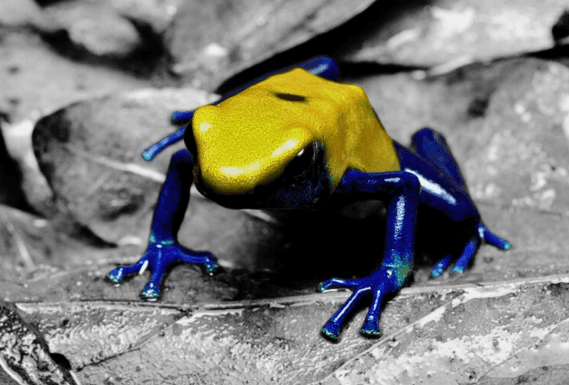 Dendrobates tinctorius citronella