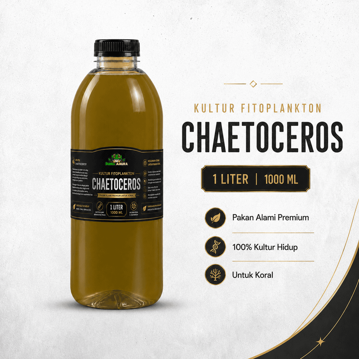 Chaetoceros Sp - Phytoplankton