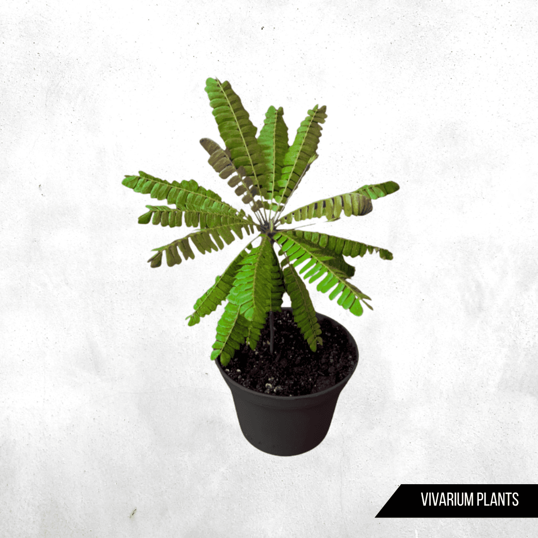 Biophytum sensitivum - Vivarium Plants