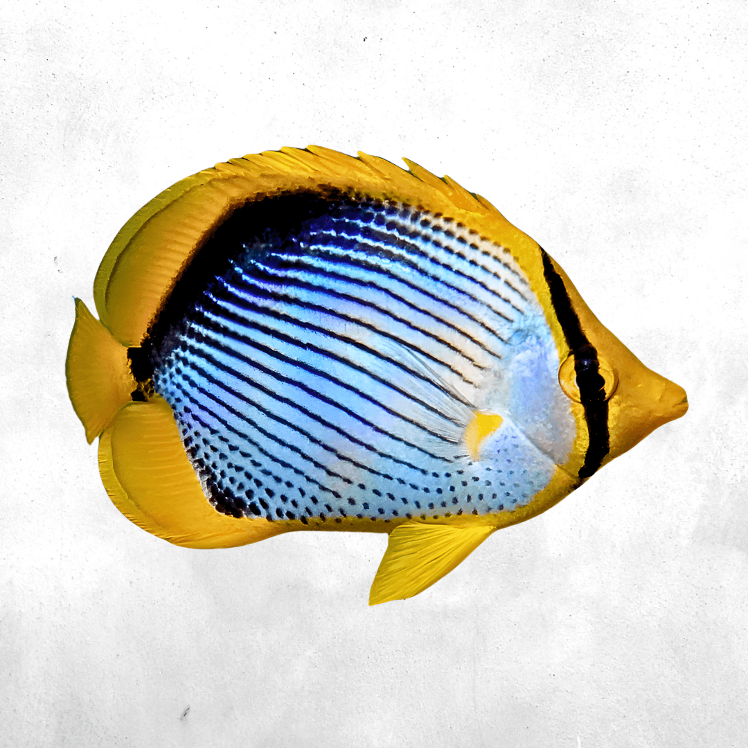 Chaetodon melannotus - Salt water fish