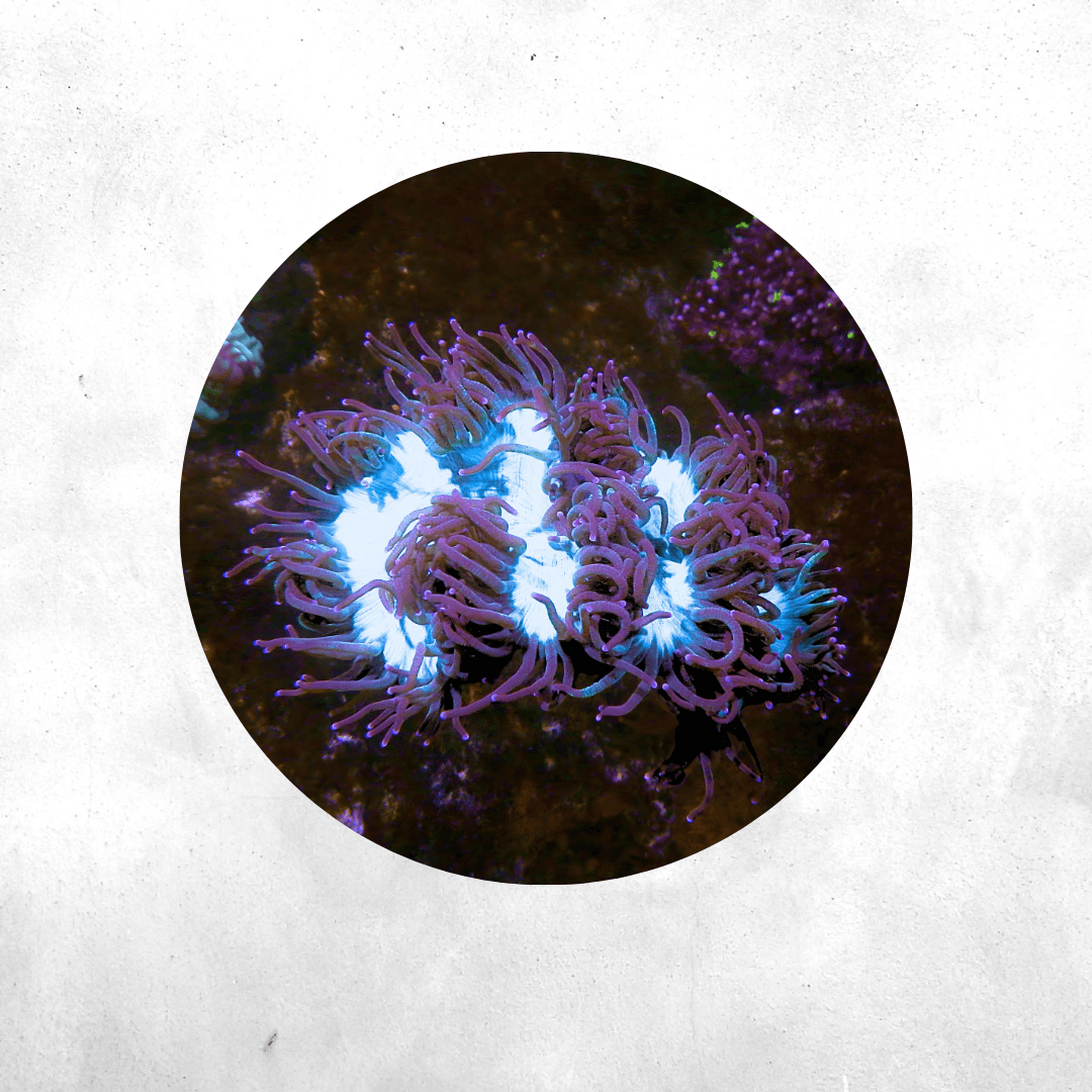 Catalaphyllia jardinei - LPS Corals