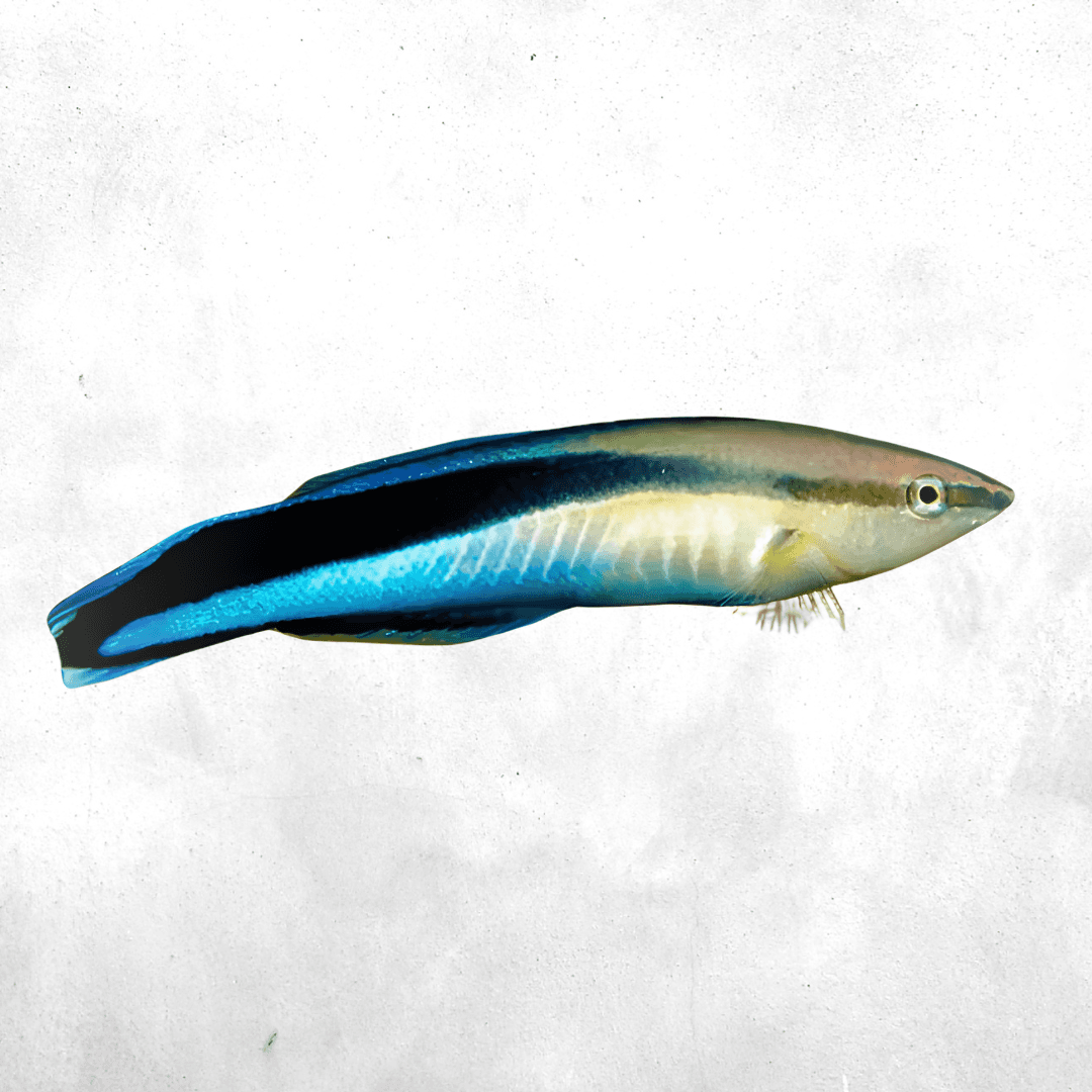 Labroides dimidiatus - Salt water fish