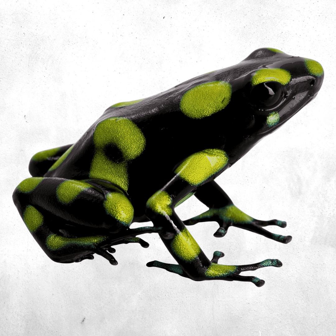 Dendrobates auratus capurgana