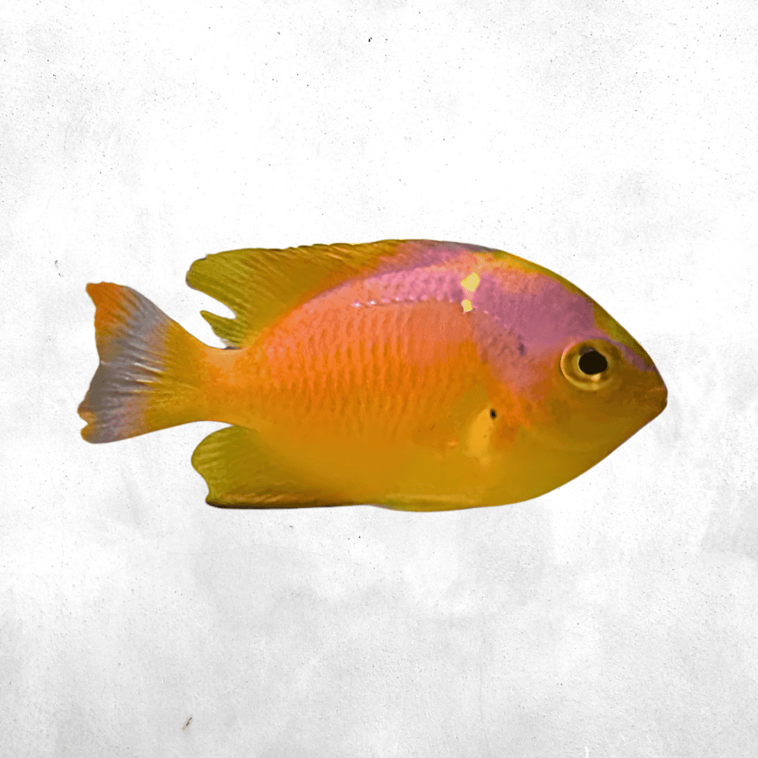 Pomacentrus moluccensis - Salt water fish