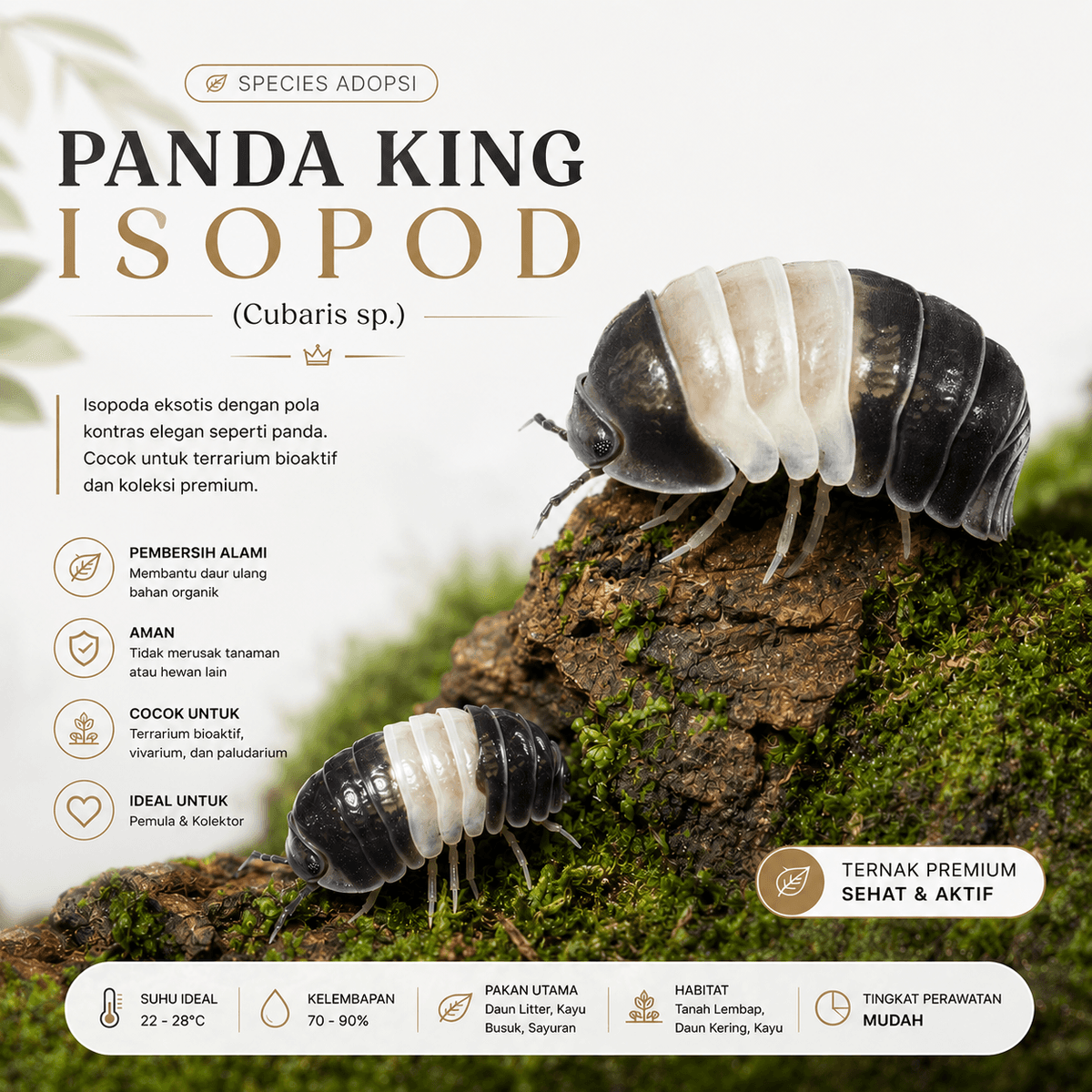 Cubaris Sp Panda King