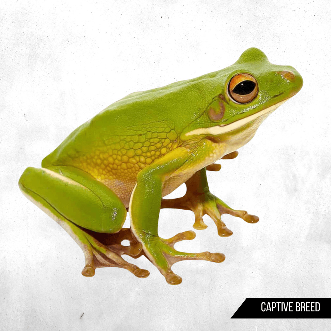 Litoria infrafrenata