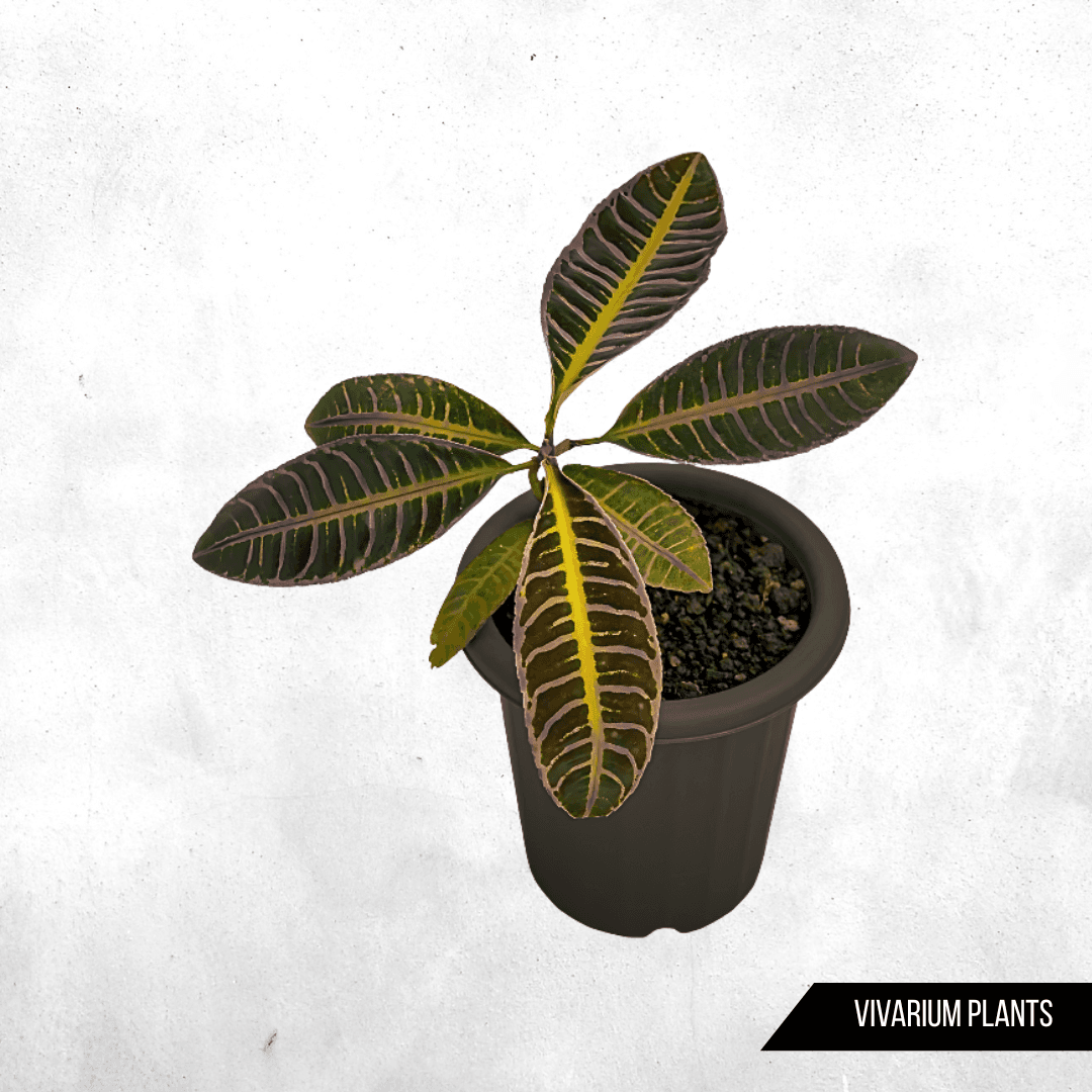 Emblemantha urnulata - Vivarium Plants