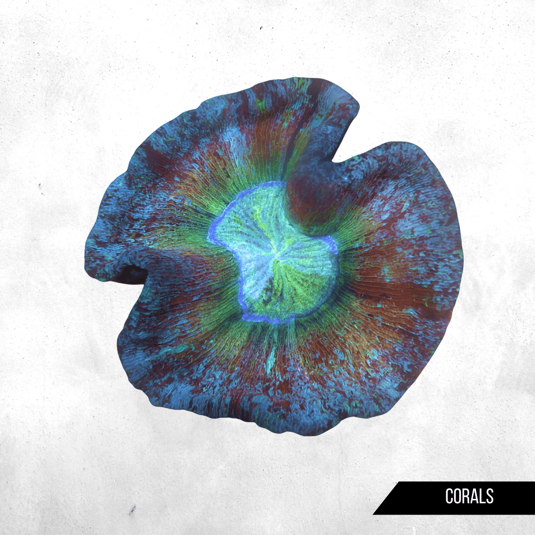 Trachyphyllia radiata - Corals