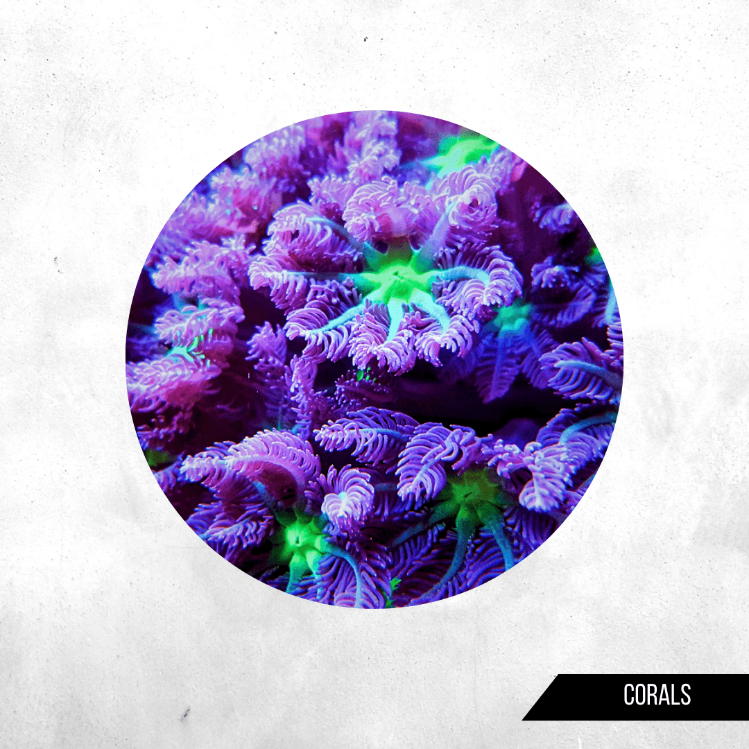 Clavularia Viridis - Softies corals