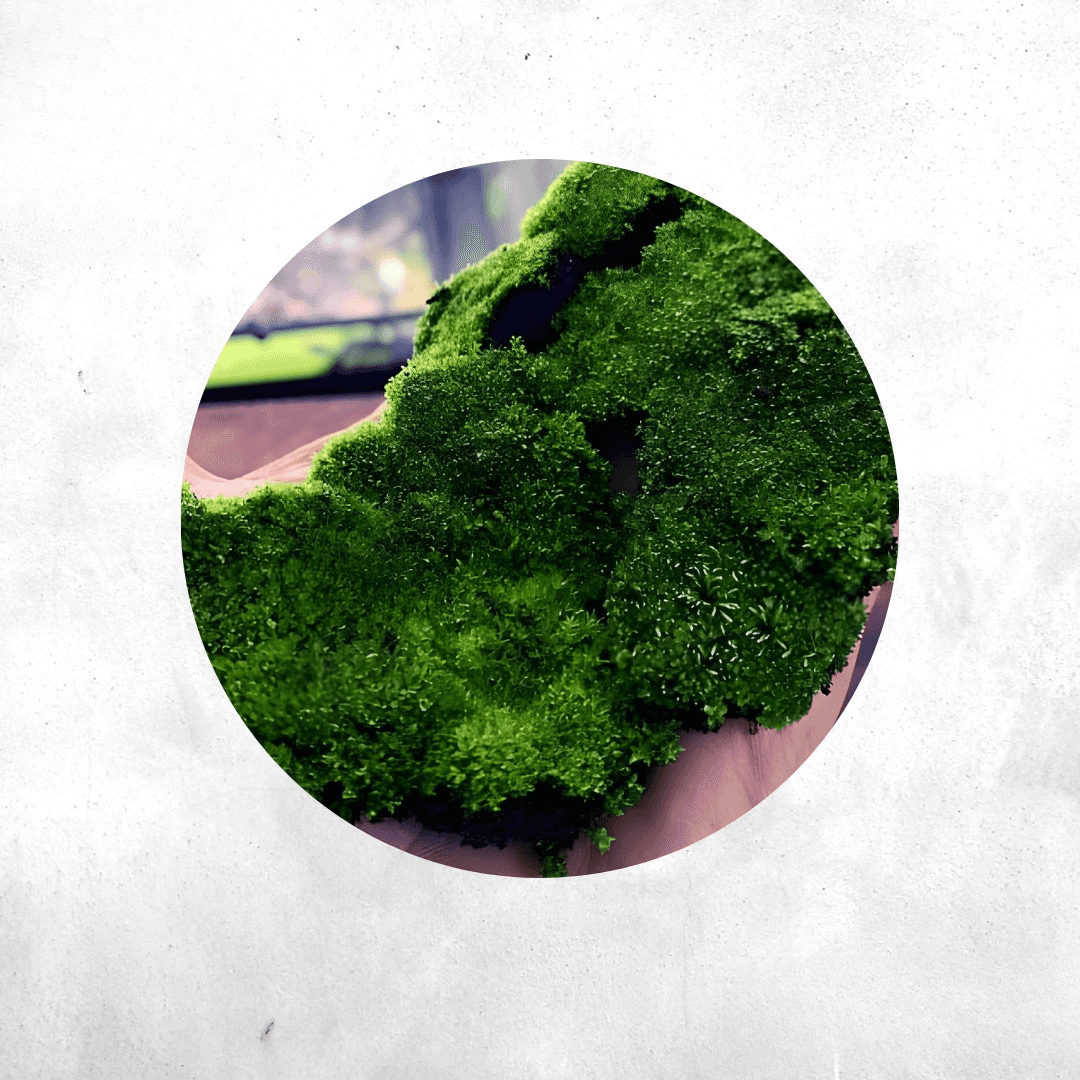 Hyophila Involuta - Forrest Moss