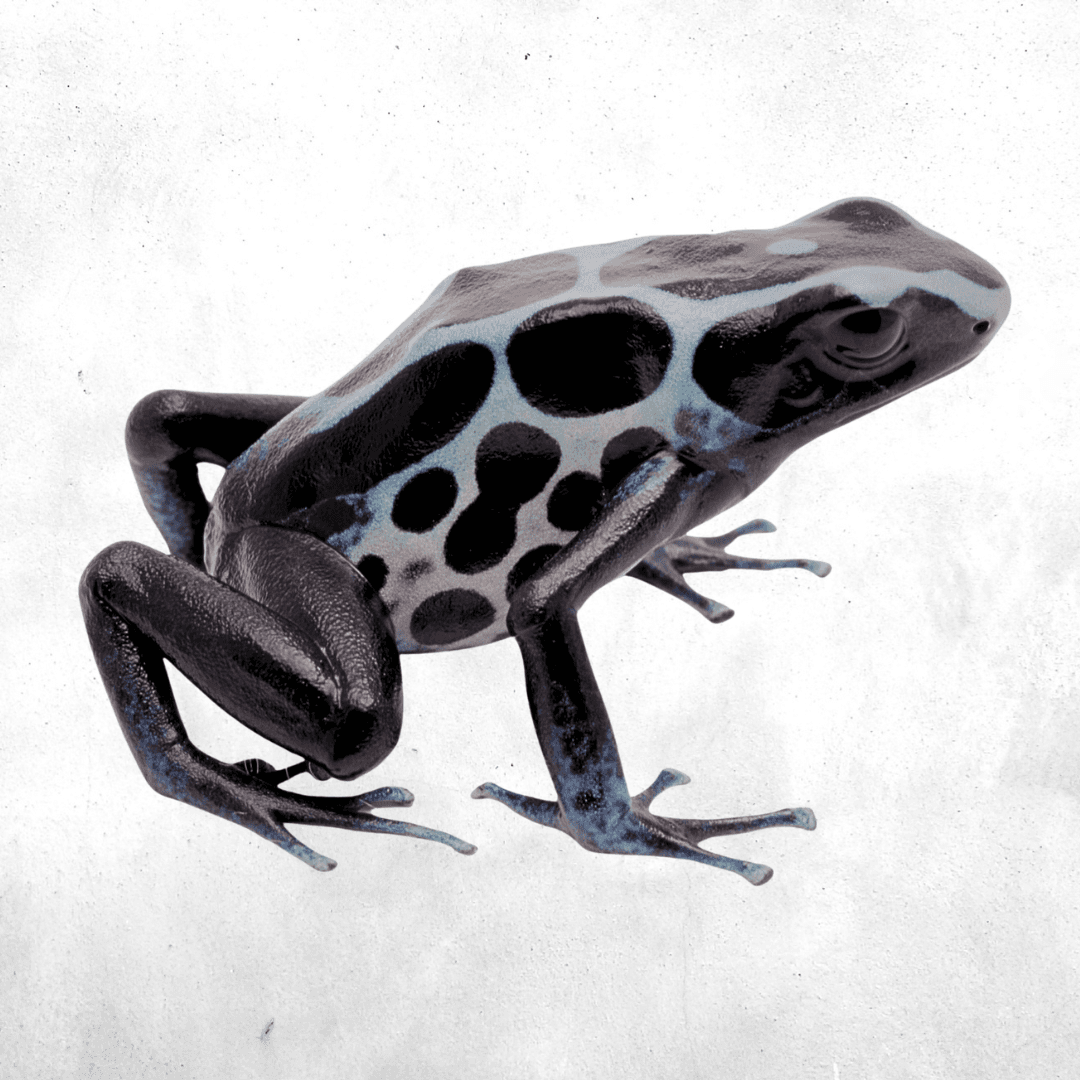 Dendrobates tinctorius oyapock