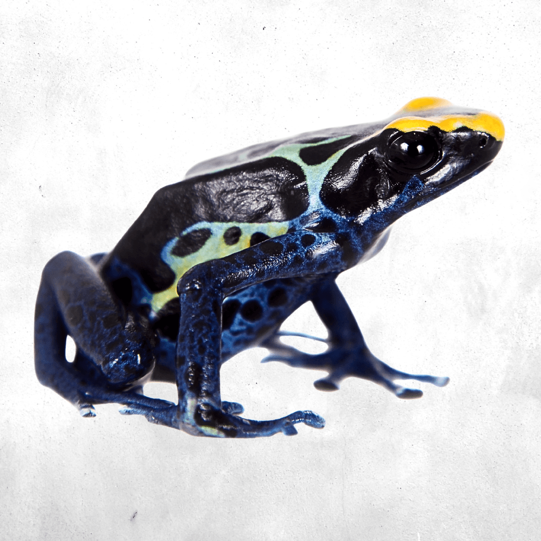 Dendrobates tinctorius robertus