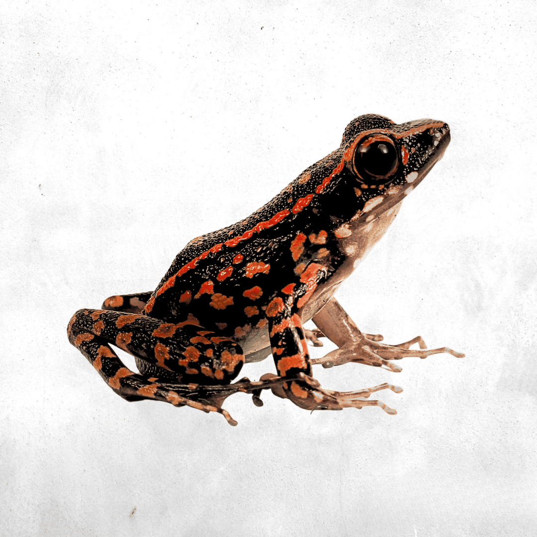 Hylarana signata - River Frog