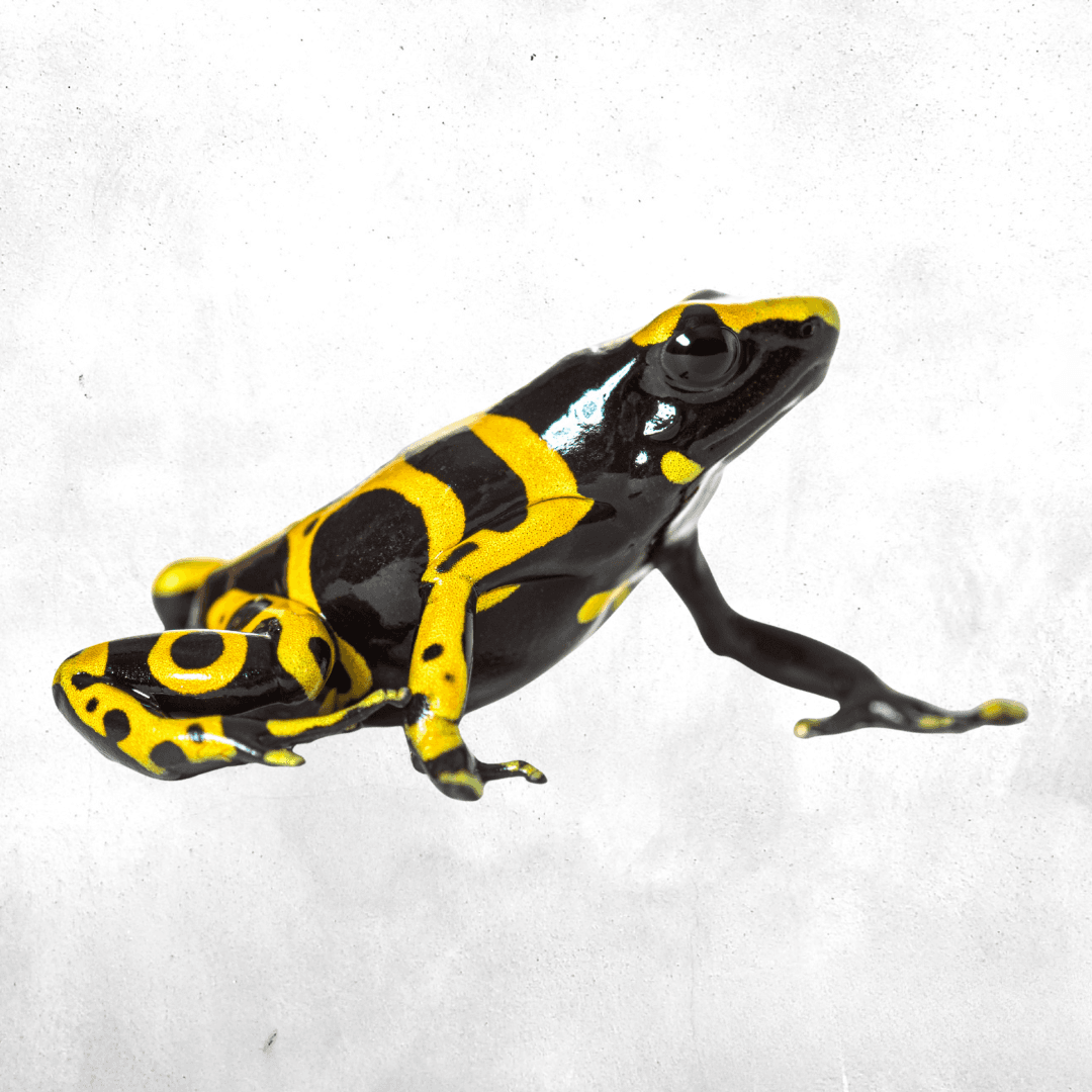Dendrobates leucomelas vine spot