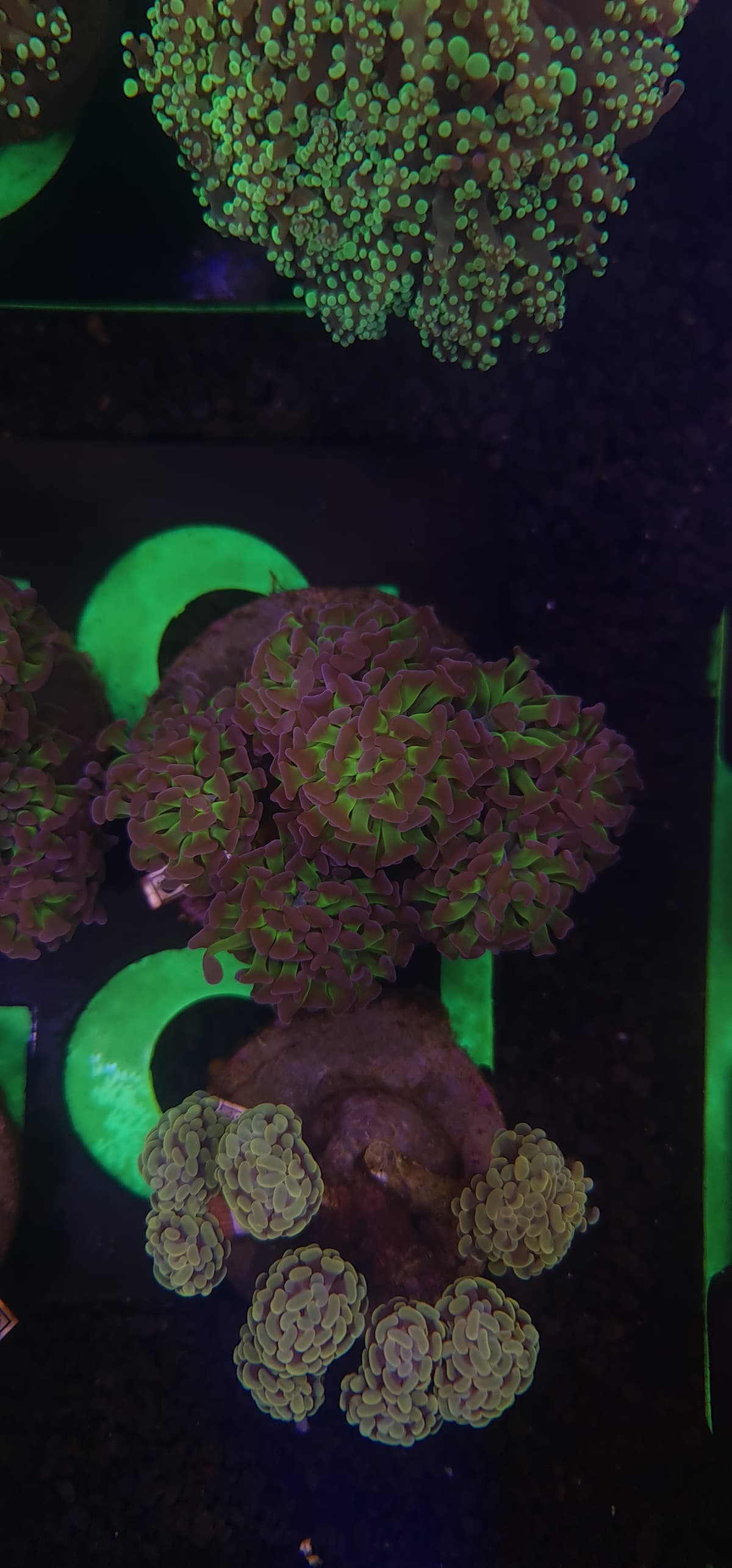 Euphyllia Paraancora - (Green/Purple)