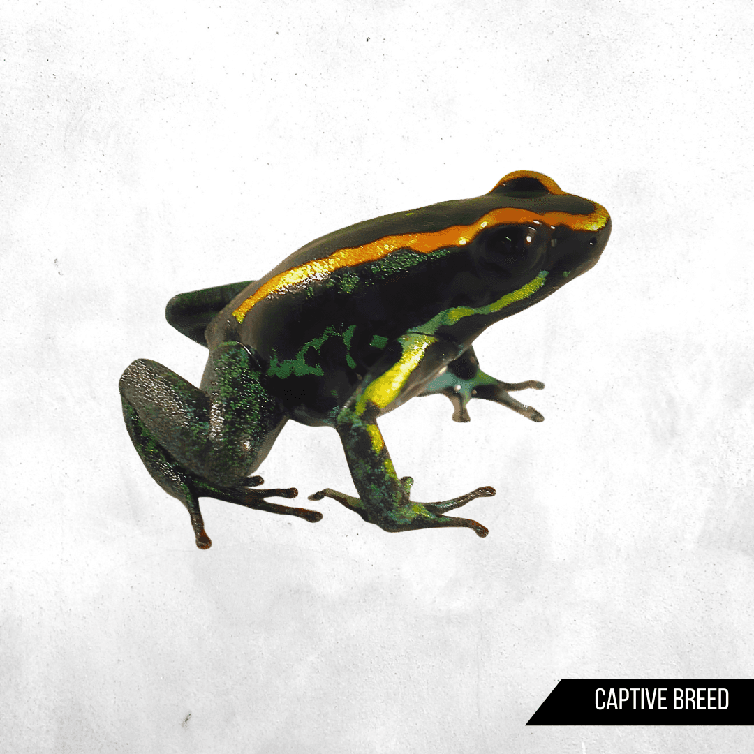 Phyllobates vittatus