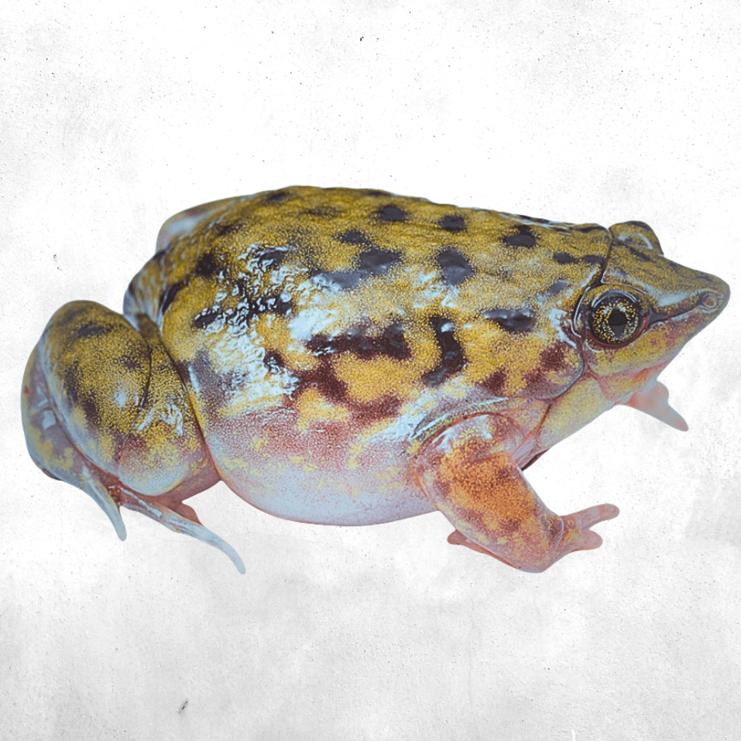 Hemisus marmoratus - frog