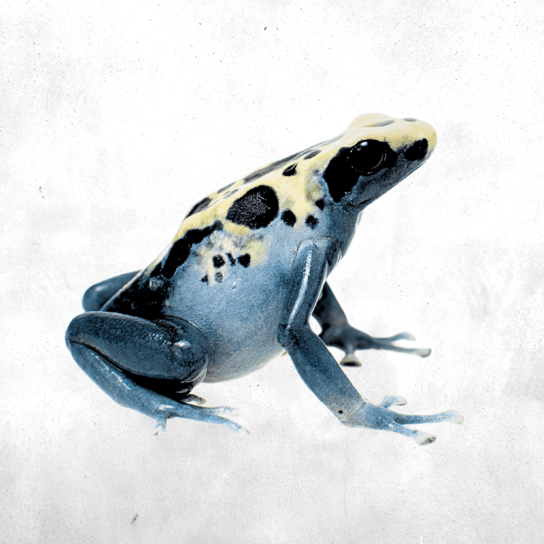 Dendrobates tinctorius patricia