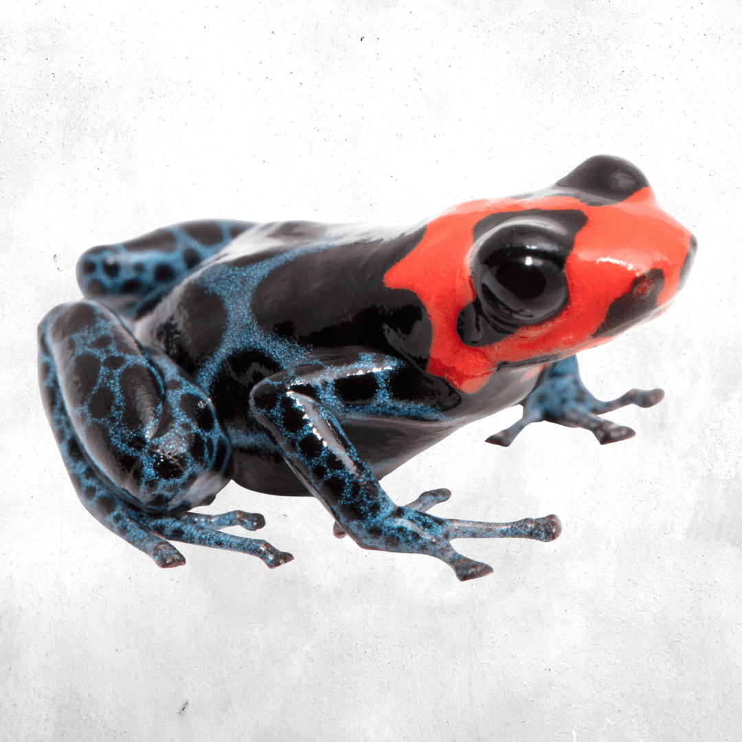 Ranitomeya benedicta shucushuyacu