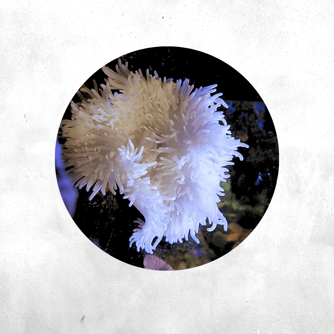 Heteractis crispa - Salt water anemone