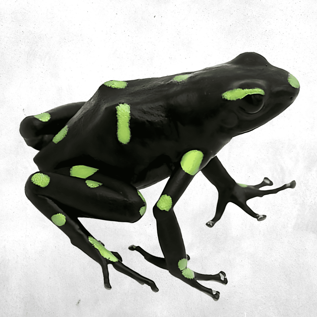 Dendrobates auratus ancon hill