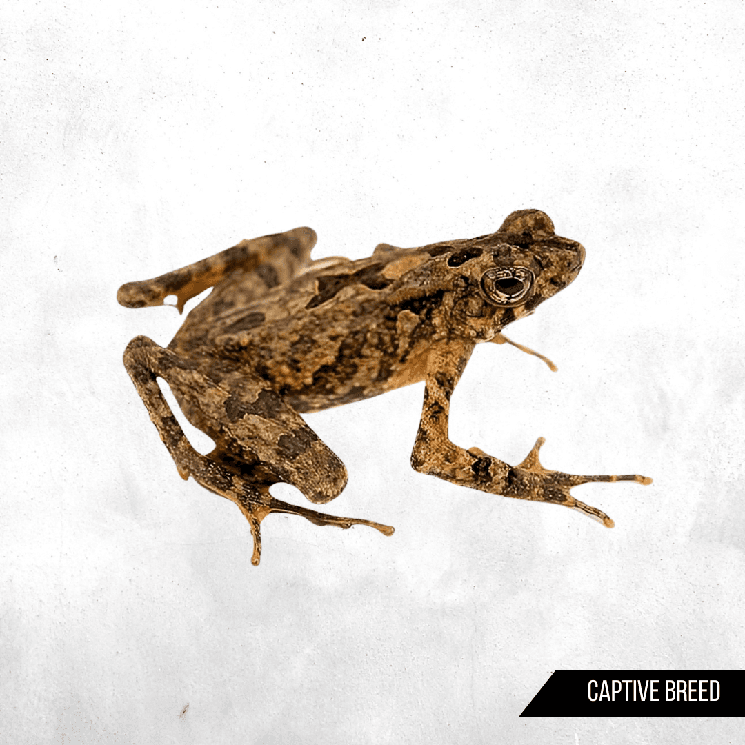 Leptophryne borbonica