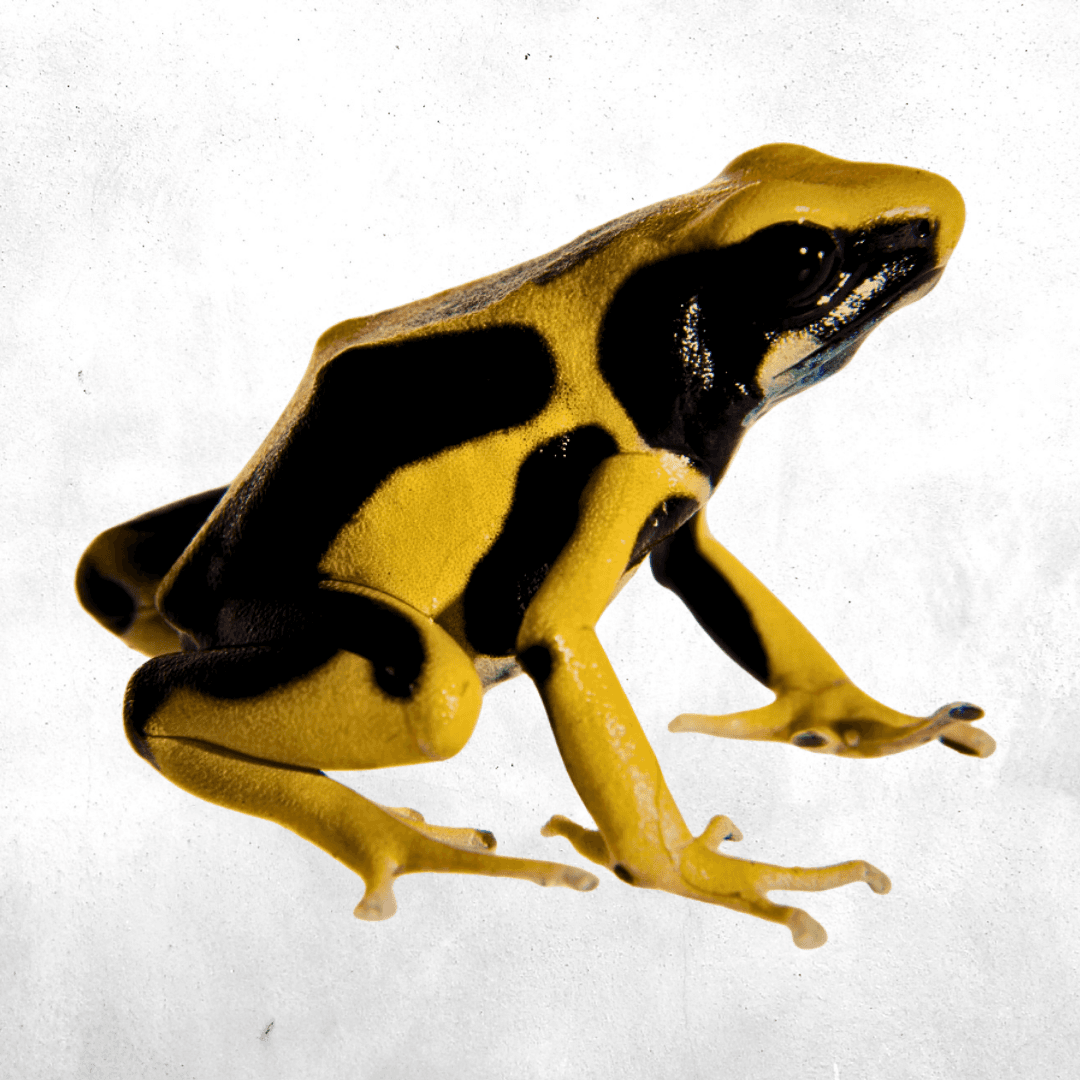 Dendrobates tinctorius regina