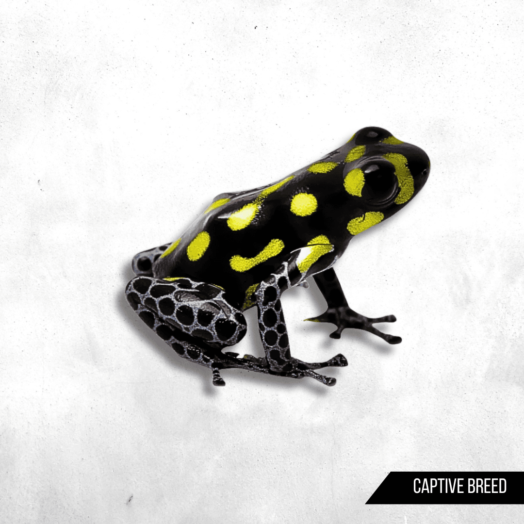 Ranitomeya vanzolinii