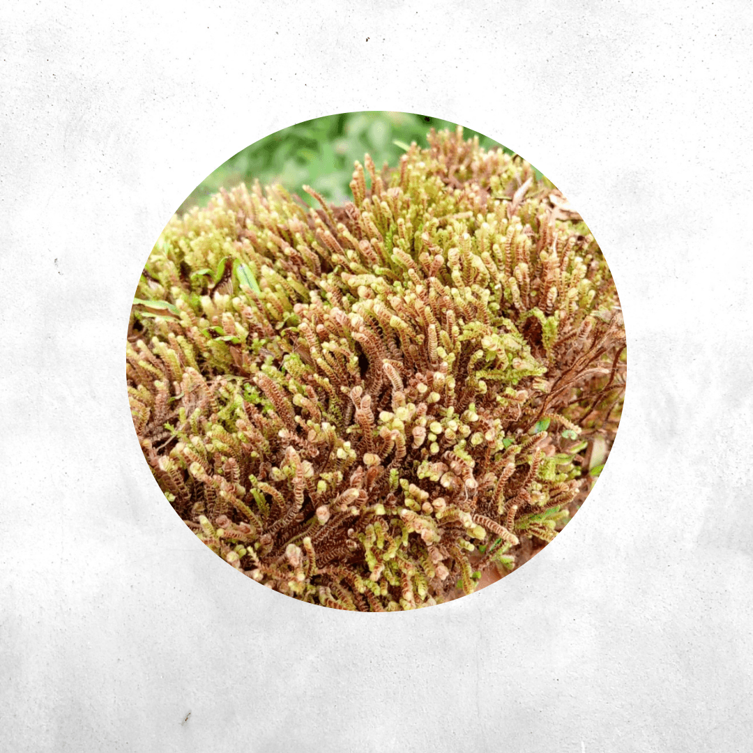 Pleurozia purpurea - Forrest Moss