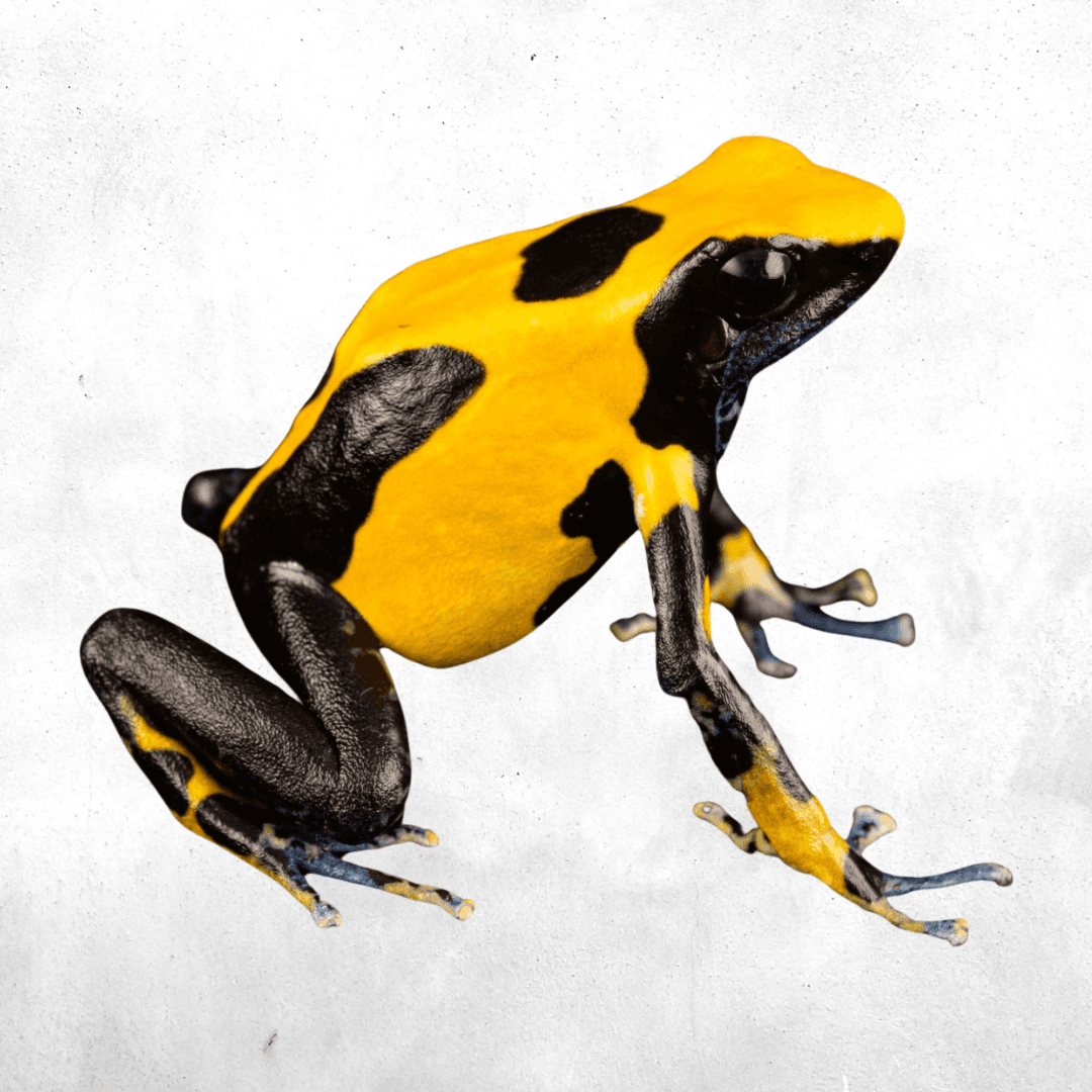 Dendrobates tinctorius Nikita