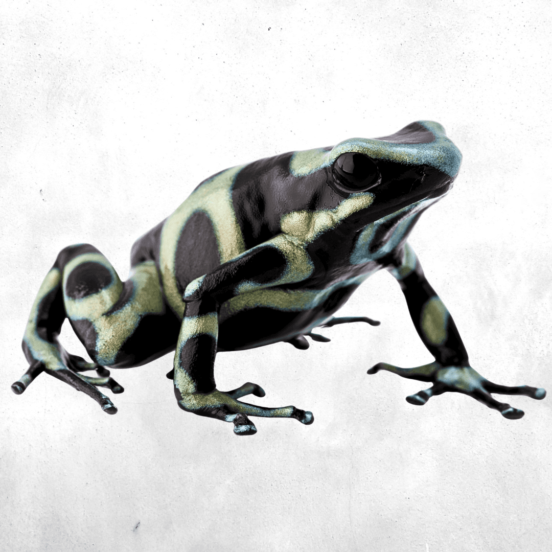 Dendrobates auratus Green & Black