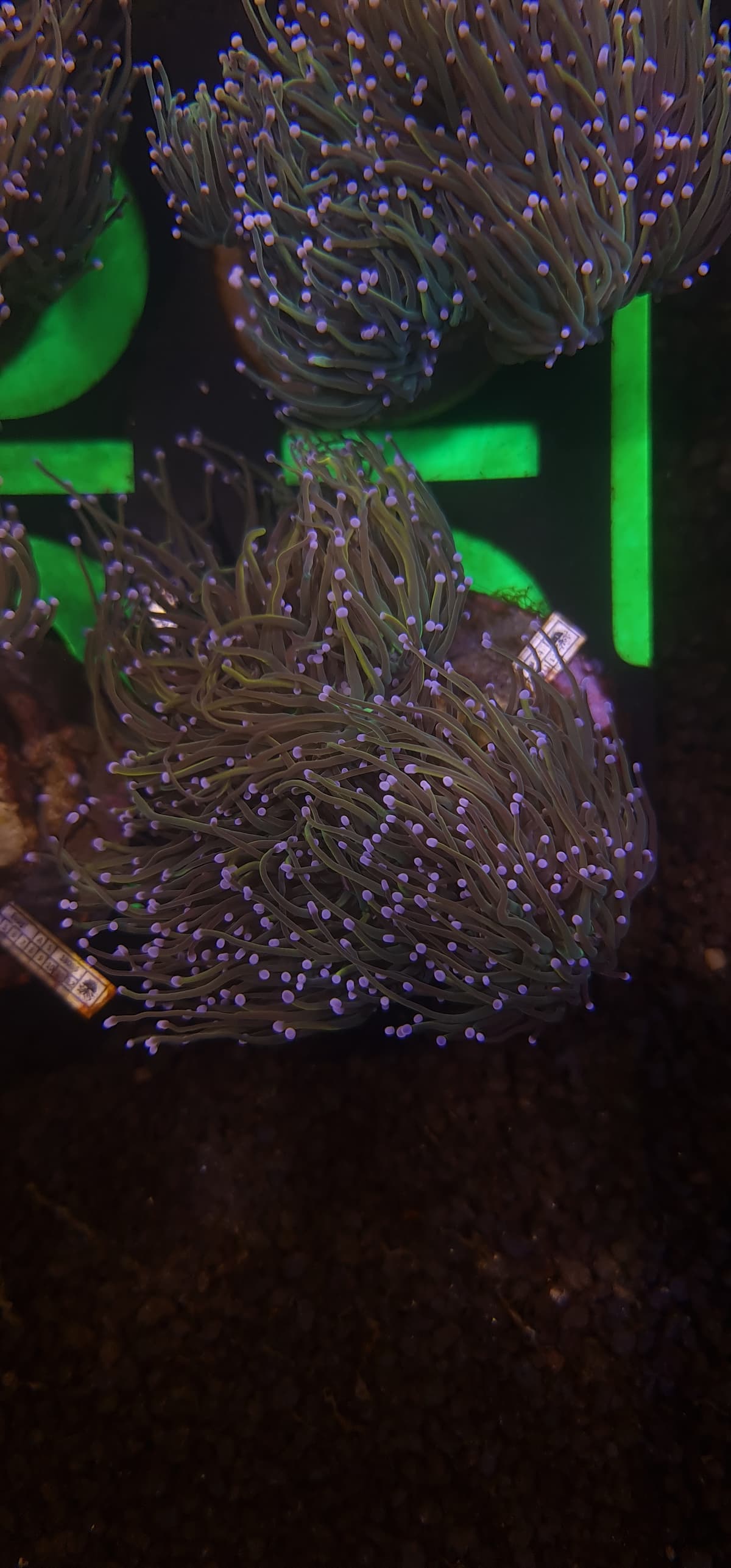 Euphyllia Glabrescens - Holy Grail Grade B