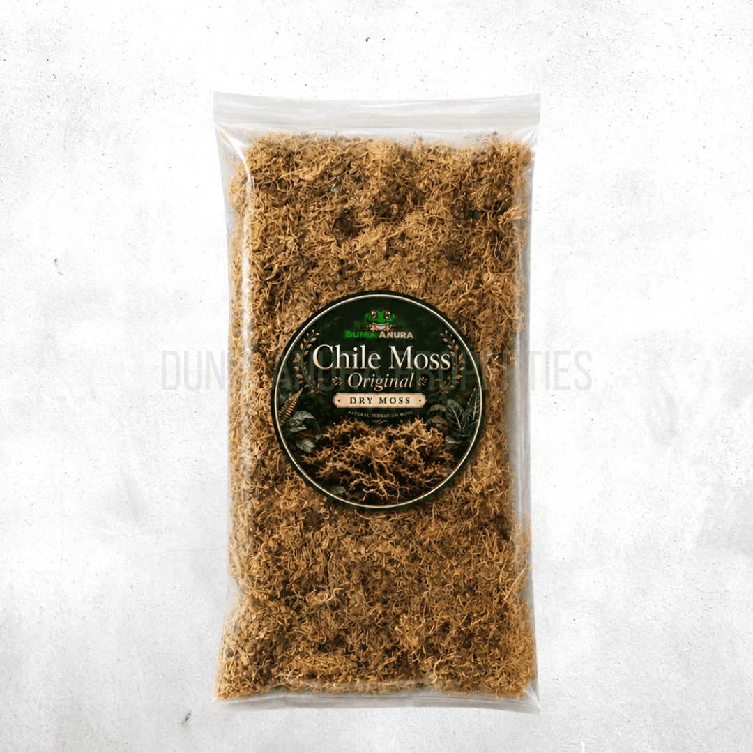 Media Chille Sphagnum Moss (moss kering)