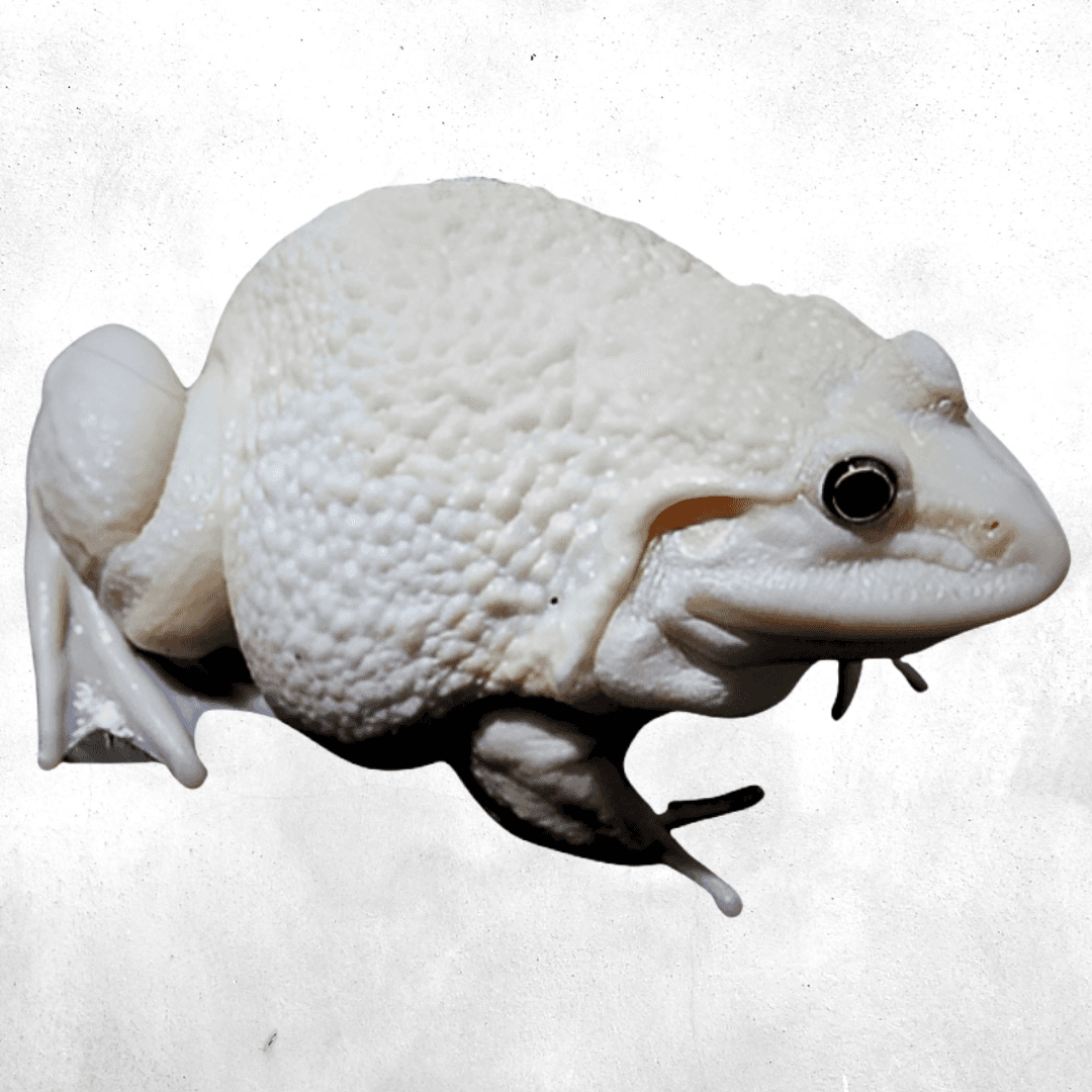Hoplobatrachus rugulosus Albino