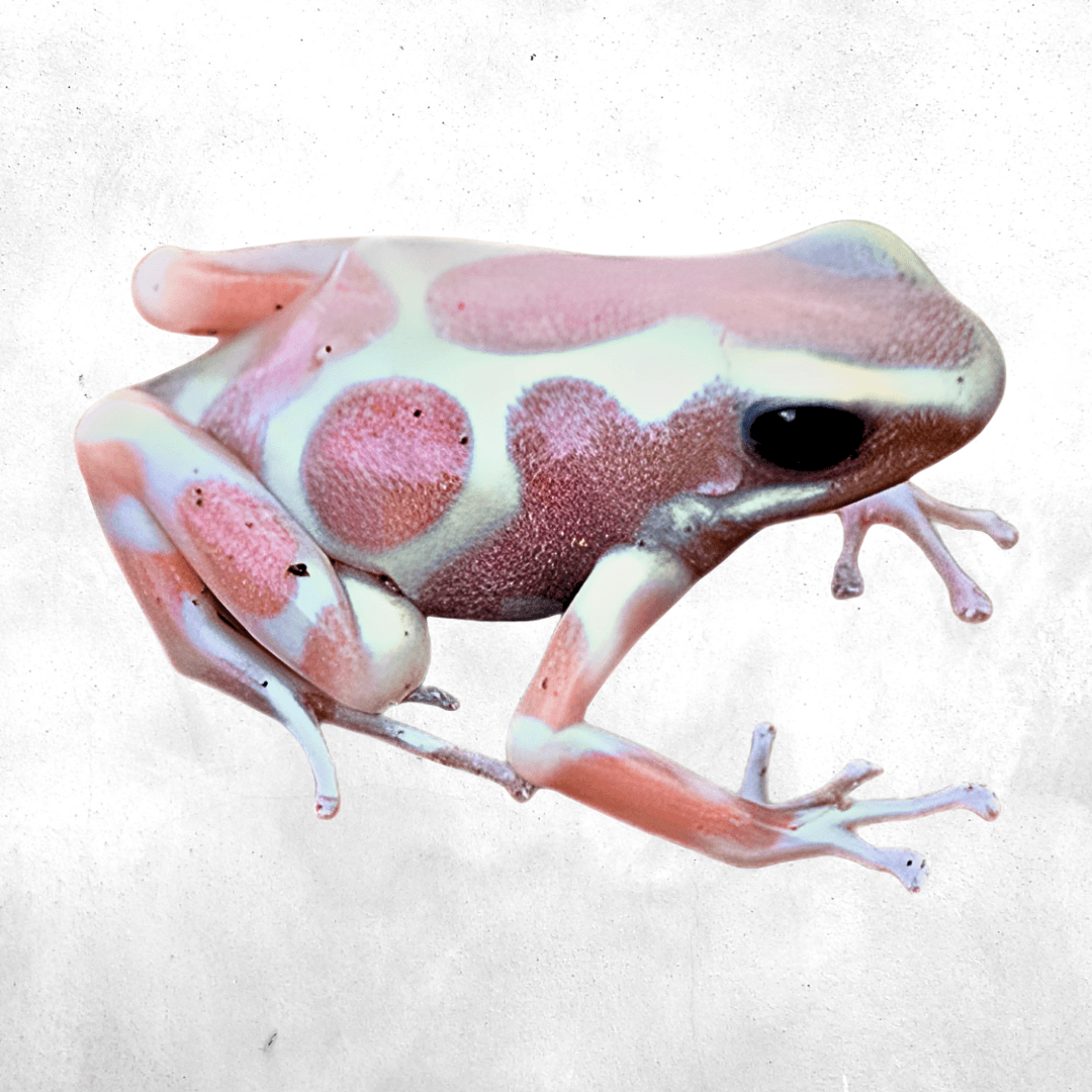 Dendrobates auratus birkhahn albino
