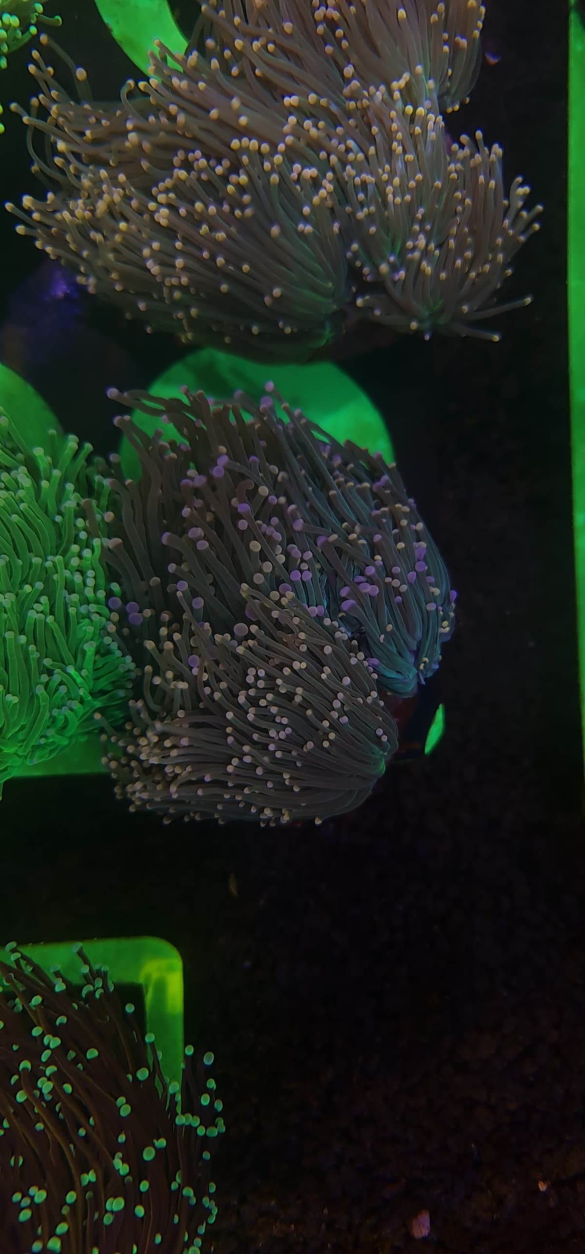 Euphyllia Glabrescens - Pink Tip