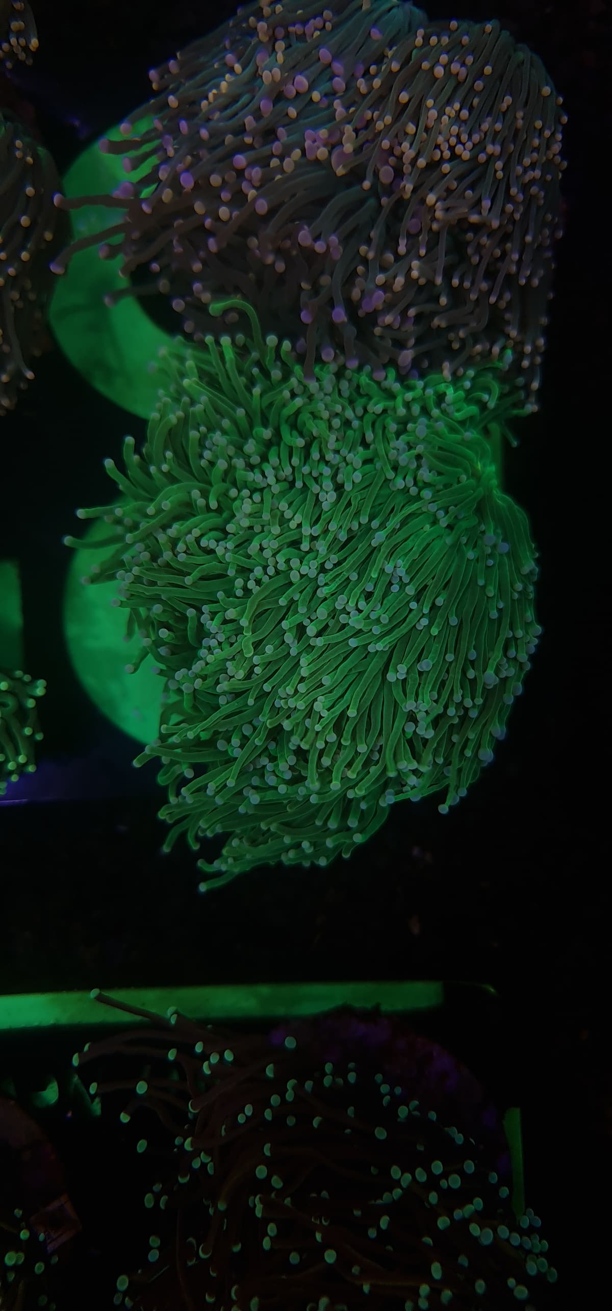 Euphyllia Glabrescens - Green