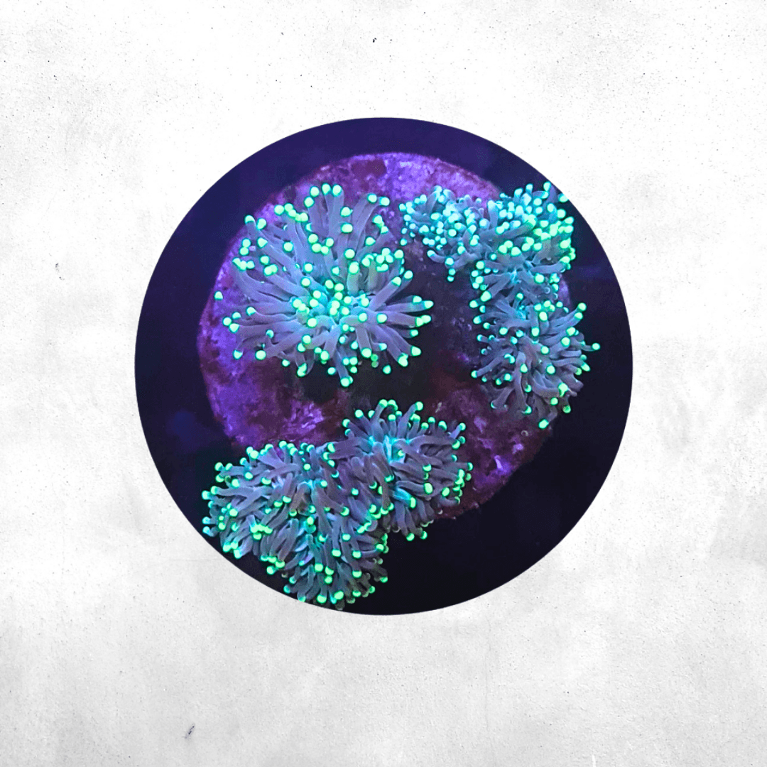 Euphyllia glabrescens - Green Tip