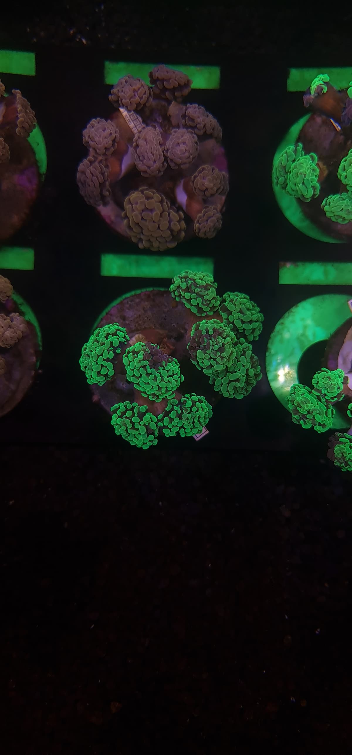 Euphyllia Paraancora - Green Spot