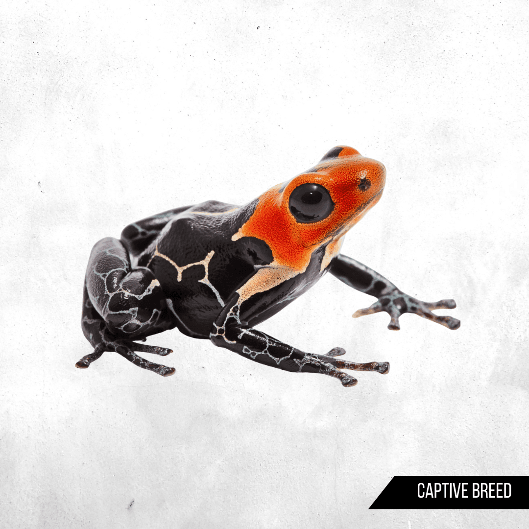 Ranitomeya fantastica