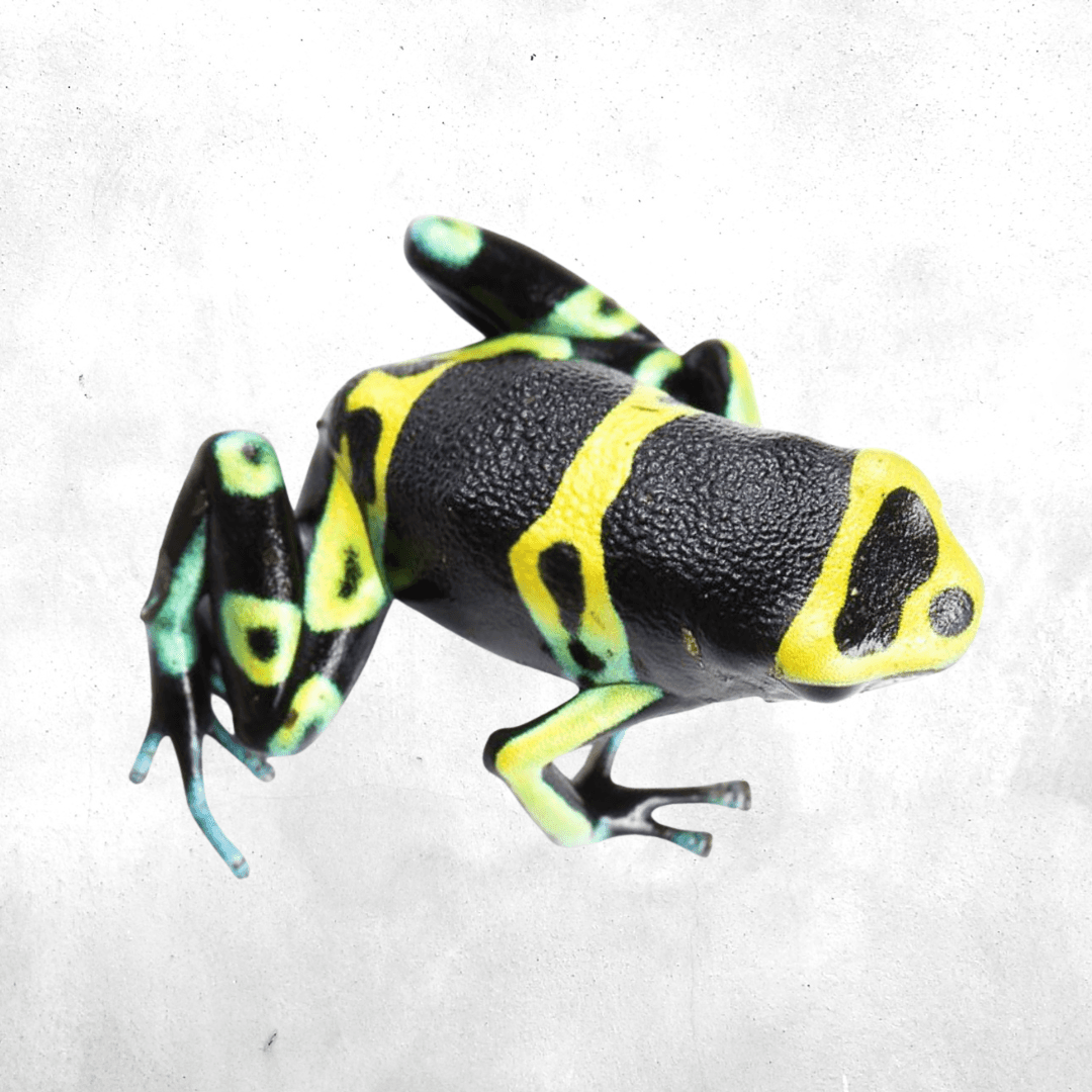 Dendrobates leucomelas cerro autana