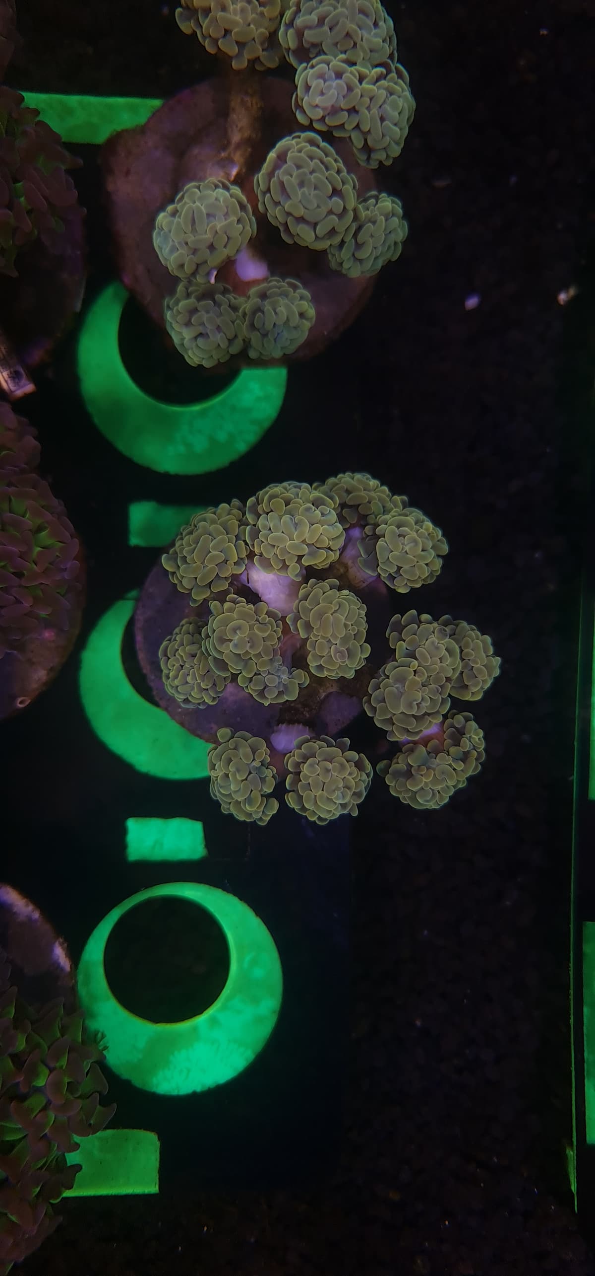 Euphyllia Paraancora - Yellow Grade B