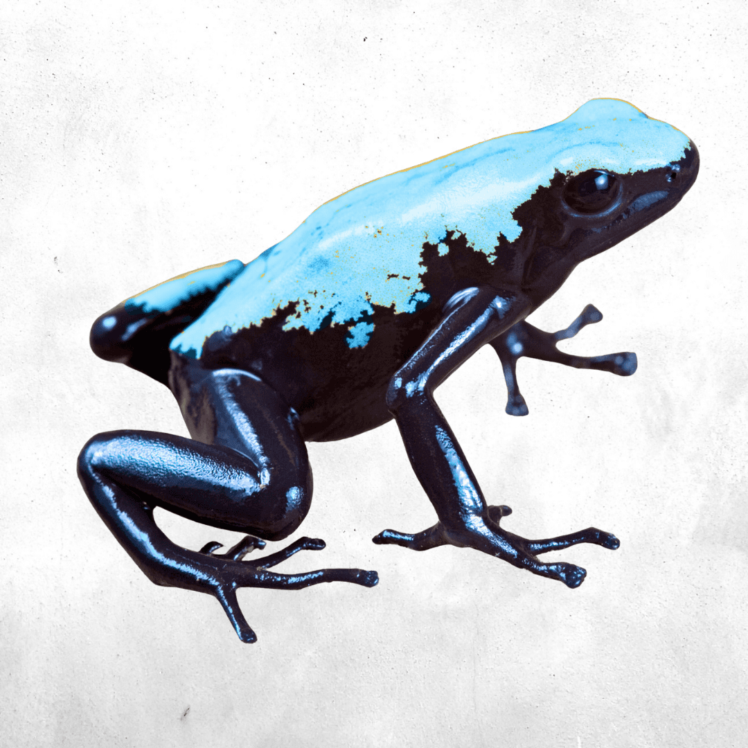 Adelphobates galactonotus