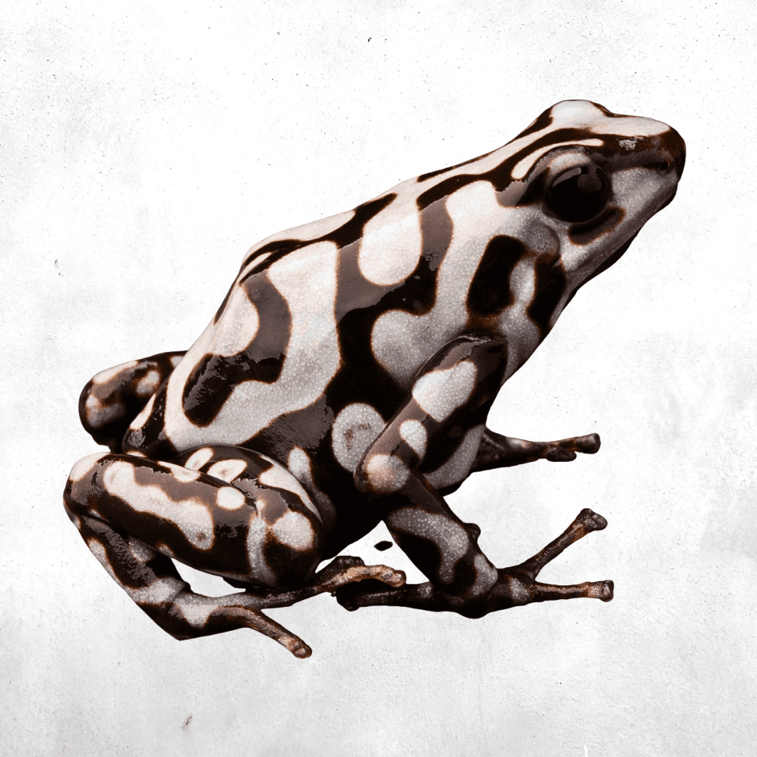 Dendrobates auratus pena blanca